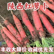 陕西沙地红萝卜农家红心，胡萝卜新鲜带泥甜脆水果型老品种即食蔬菜