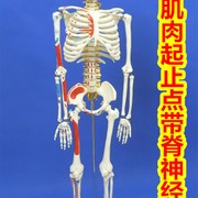 送解析图85cm人体骨骼，x模型85公分骨骼脊柱模型骨骼标本