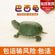 小乌龟活物金钱乌龟宠物小乌龟陆地龟长寿乌龟观赏龟吃粪清洁水龟