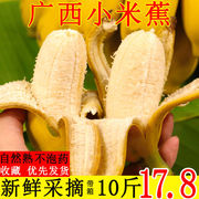 广西新鲜小米蕉香蕉水果，小香蕉10斤现摘当季苹果香焦芭蕉整箱