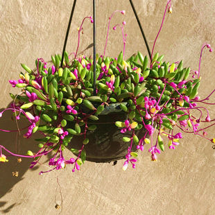 紫玄月吊兰多肉植物，佛珠情人泪花卉盆栽，办公室绿植珍珠吊兰防辐射