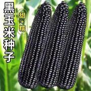 黑糯玉米种子大全黑孑四季大棒耐旱种植紫玉米甜糯甜糯种籽玉米种