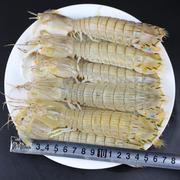 青岛皮皮虾鲜活虾虎琵琶虾，新鲜虾姑海鲜，水产虾爬子撒尿虾富贵