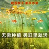 水培碗莲苗装饰金鱼缸绿植物鱼池养鱼无土纯水培水养懒人睡莲碗莲