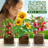 儿童种植小盆栽向日葵种孑草莓凤仙花种籽实验植物种子太阳花套装