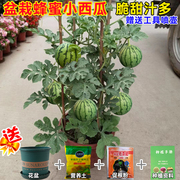 盆栽小西瓜种籽8424拇指西瓜种子，麒麟阳台番茄水果种孑高产四季播