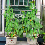 水果黄瓜种子盆栽地栽四季播种质量好品种，优菜种子蔬菜种子大全