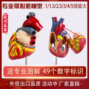 教学仿真11人体心脏模型，b超彩超声，医学心内科自然大心脏解剖模型