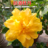 大花重瓣黄色扶桑牡丹种子芙蓉佛朱槿当年开花盆栽庭院易花卉种籽