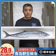 鲅鱼新鲜鲜活野生大鲅鱼深海冷冻水产大马鲛鱼水饺青岛鱼