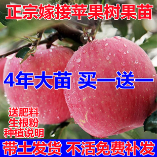 苹果树果苗南方北方种植苹果树苗，嫁接红富士冰，糖心盆栽地载小树苗