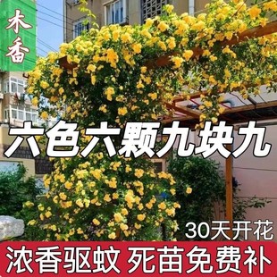 买一送五木香花苗，七里香爬藤植物白红黄木香花盆栽阳台庭院