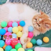 猫玩具转盘球逗猫球猫咪用品套装猫游乐球解闷娱乐自嗨备用套装球