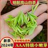 2024年新茶正宗白茶安吉高山珍稀口粮绿茶明前白茶特级茶叶礼盒装