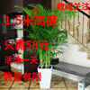 散尾葵凤尾竹室内客厅，大型绿植盆栽夏威夷盆景花卉，植物吸甲醛