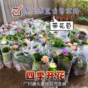 睡莲带花苞水培植物四季开花庭院阳台鱼池水生，花卉荷花碗莲香水莲