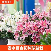 香水百合花种球盆栽花卉室内室外四季好养活植物种子郁金香土水培