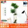 老桩绿宝幸福树盆栽室内植物办公室大型绿植好养 苏州上海配送