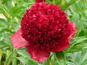 红色魅力进口芍药花苗正宗重瓣大花盆栽庭院种植花卉；秋天