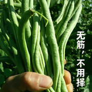 农家无筋豆豆架豆王种子(王，种子)种籽大全豆种，四季豆豆角芸豆扁豆蔬菜孑子