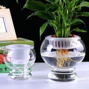 极速水培玻璃植物圆球，花盆室内桌面摆件，花卉水养器皿灯笼办公绿萝
