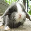 垂耳兔子活物灰白道奇垂耳兔迷你宠物兔纯种荷兰短毛折耳兔活体