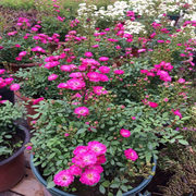 小型灌木迷你型微月月季紫红微月四季蔷薇玫瑰花卉盆栽庭院阳台