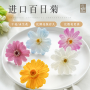 永生花花材进口日本大地，百日菊4cm03461系列，diy花材野菊雏菊花瓣