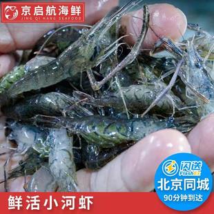 500g仅限北京闪送小河虾，大号新鲜鲜活淡水，虾罗氏虾水产活虾