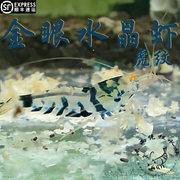 金眼幽灵虎纹水晶虾0.8-1cm空运包损淡水族观赏虾宠物虾