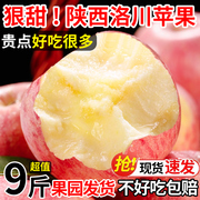 正宗陕西洛川苹果水果新鲜应当季脆甜红富士，整箱10冰糖心斤