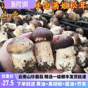 新鲜姬松茸 特级云南山珍两斤装1000克特产蘑菇巴西菇 空运