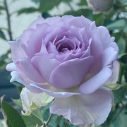 路西法月季花苗开花大花浓香玫瑰花室内阳台四季盆栽花卉植物欧月