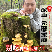 元蘑250g冻蘑亚侧耳冬磨新货干品深山采摘煲汤真菌无硫香菇类