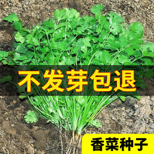 四季香菜种子苗大叶芫荽阳台，种菜秋冬蔬菜，盆栽种籽孑菜籽籽种大全