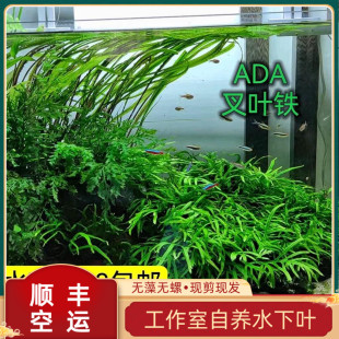 叉叶铁ada阴性草草缸沉木，细叶铁无需二氧化碳，黑木蕨淡水植物