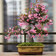 稀有品种海棠花东洋景复色海棠树苗日本盆景老桩庭院阳台种植盆栽