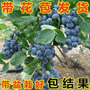 兔眼蓝莓苗北方南方种植果树苗盆栽地栽苗带果带土蓝梅苗