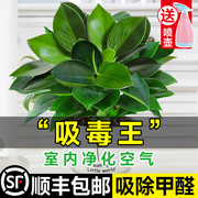 金钻盆栽绿萝水培吸甲醛植物绿公主大叶绿箩室内绿植懒人花卉好养