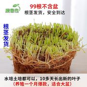 %水生植物花盆内办公室花卉卧室招财净化绿花卉家居客厅客厅家庭