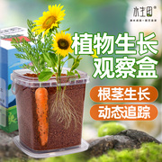 儿童植物种植观察盒日记根系生长小盆栽罐头迷你种子发芽透明套装