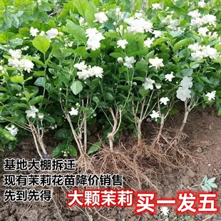 茉莉花盆栽苗重瓣浓香型室内阳台，庭院盆景植物盆栽好养