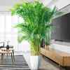 客厅绿色植物散尾葵大型绿植凤尾竹室内盆栽轻奢夏威夷竹好养花卉