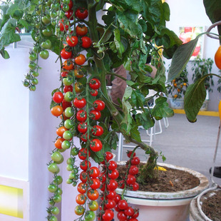 小番茄盆栽孑西红柿植物，四季开花苗，易种活室内水果蔬菜种子籽