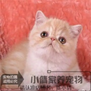 纯种加菲猫幼猫活体异国短毛猫宠物猫红白大眼加菲猫加菲猫猫崽q