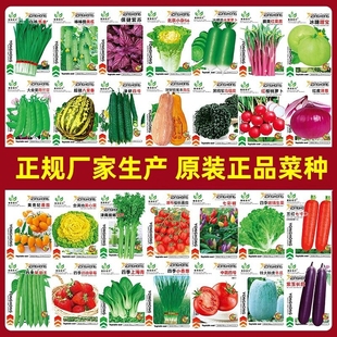 蔬菜种子四季阳台盆栽香菜番茄，生菜韭菜小葱草莓，籽孑大全花菜香瓜