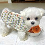宠物狗狗针织小花马甲秋季冬季保暖衣服比熊泰迪雪纳瑞小型幼犬衣