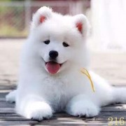 六盘水萨摩耶幼犬纯种萨摩耶犬，活体微笑天使，萨摩耶小狗雪橇犬哈士