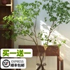 马醉木水培植物鲜切枝条盆栽真树室内小绿植日本吊钟客厅水养鲜花