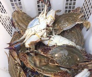 温州炎亭特产海鲜，梭子蟹野生鲜活海蟹，母蟹野生螃蟹1斤